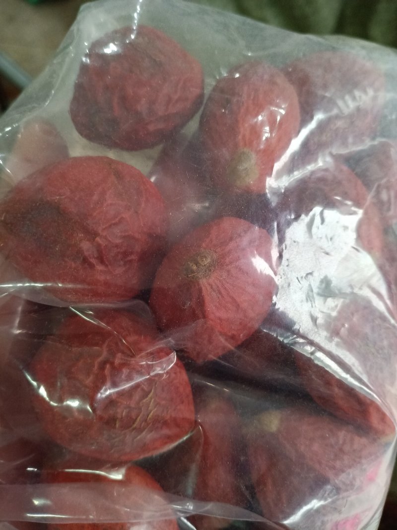 铁树果，纯正铁树结的果，欢迎选购！
