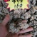 云南文山春三七粉俗称(田七)农户直销价格优惠