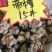 云南文山春三七粉俗称(田七)农户直销价格优惠