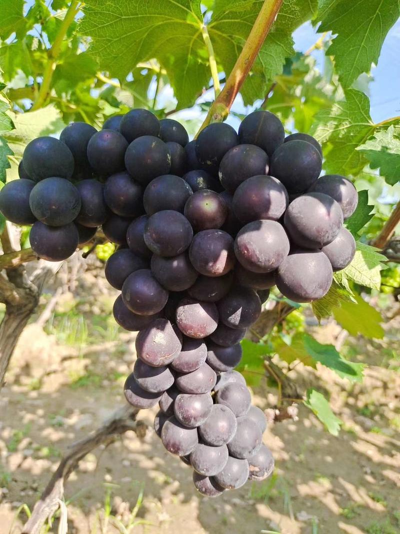 大量供应京亚.半岛葡萄。