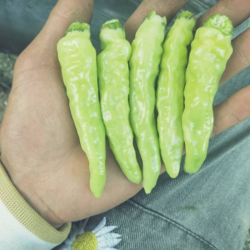 小米辣个大精品皮亮货多