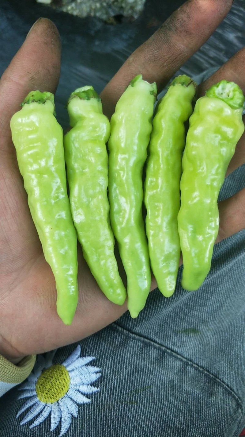 小米辣个大精品皮亮货多