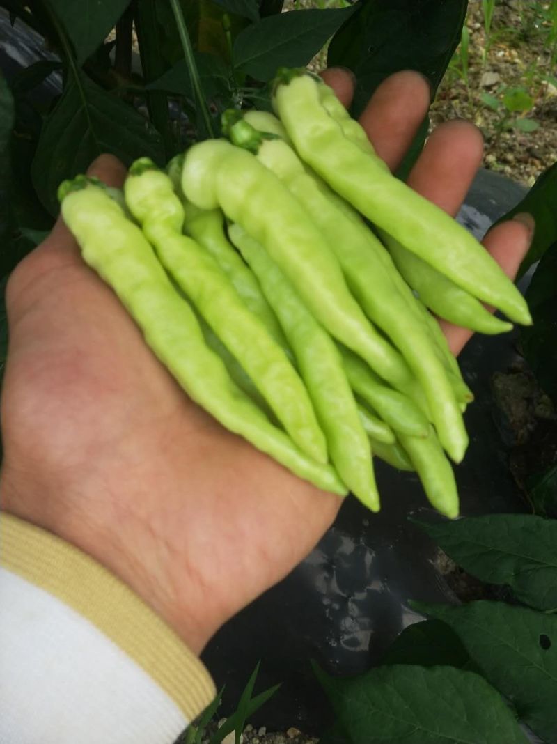 小米辣个大精品皮亮货多