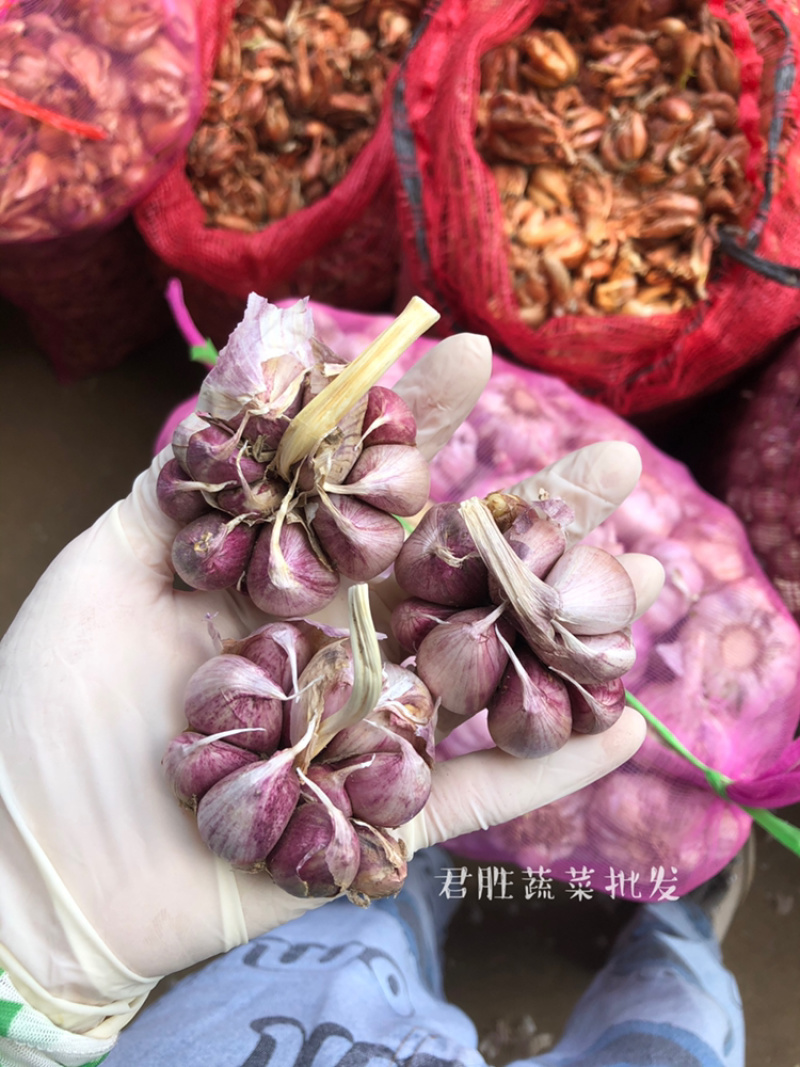 2021河南早熟蒜干蒜大混级一件代发
