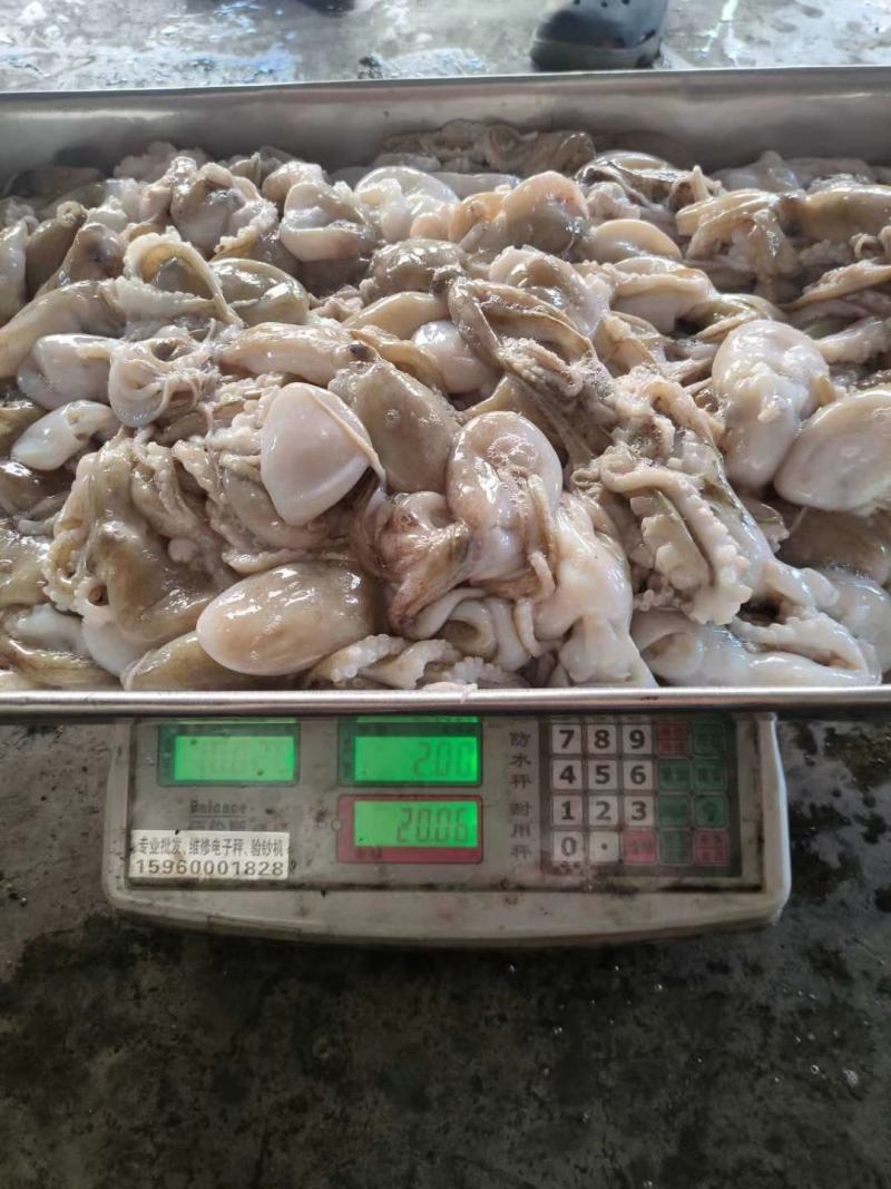 泰国章鱼50-100有泡水看价格便宜