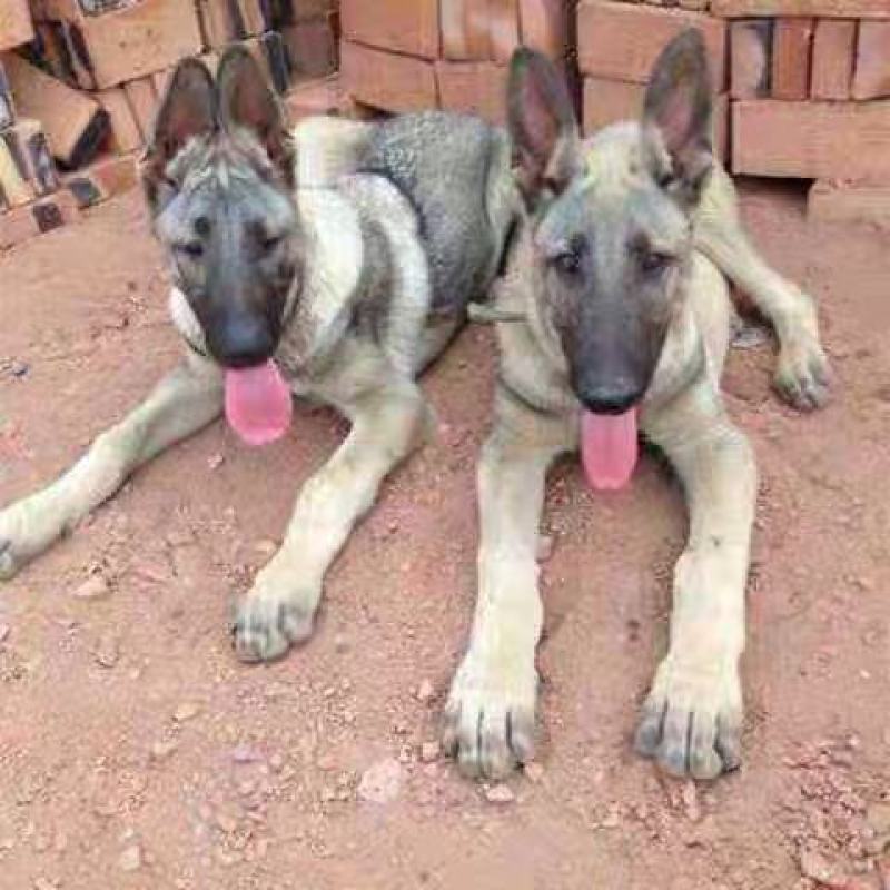 狼青犬幼犬，中华狼青犬价格，活体狼青犬免费运输