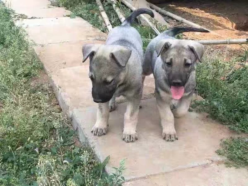 狼青犬幼犬，中华狼青犬价格，活体狼青犬免费运输
