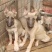狼青犬幼犬，中华狼青犬价格，活体狼青犬免费运输