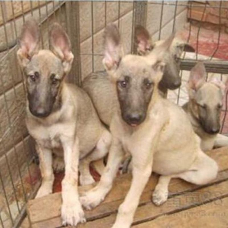狼青犬幼犬，中华狼青犬价格，活体狼青犬免费运输