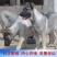 狼青犬幼犬，中华狼青犬价格，活体狼青犬免费运输