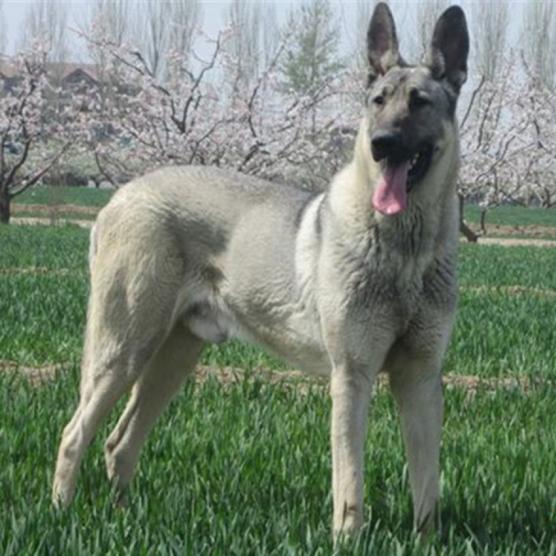 狼青犬幼犬，中华狼青犬价格，活体狼青犬免费运输