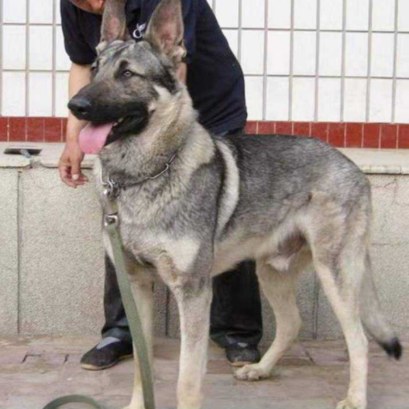 狼青犬幼犬，中华狼青犬价格，活体狼青犬免费运输