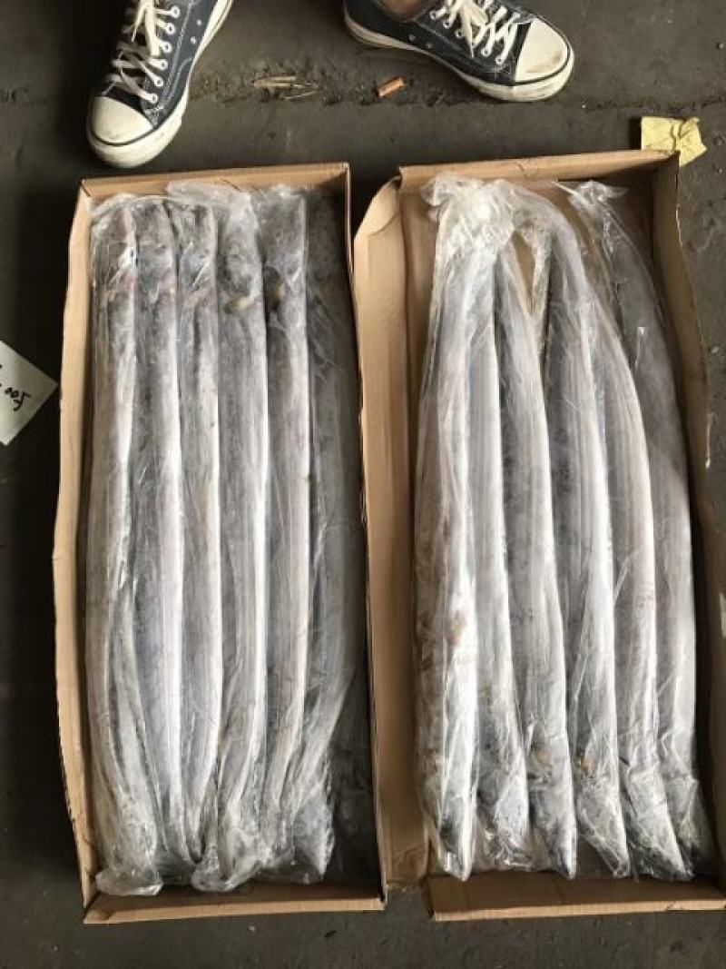 委内瑞拉带鱼超级网aa带鱼靓货