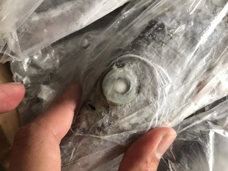 委内瑞拉带鱼超级网aa带鱼靓货