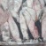 泰国鱿鱼10-1515-20aa鱿鱼