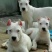 纯白杜高犬,杜高犬幼犬价格,成年杜高犬包送包活