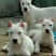 纯白杜高犬,杜高犬幼犬价格,成年杜高犬包送包活