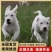 纯白杜高犬,杜高犬幼犬价格,成年杜高犬包送包活