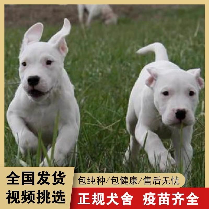 纯白杜高犬，杜高犬幼犬价格，成年杜高犬包送包活