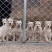 纯白杜高犬,杜高犬幼犬价格,成年杜高犬包送包活