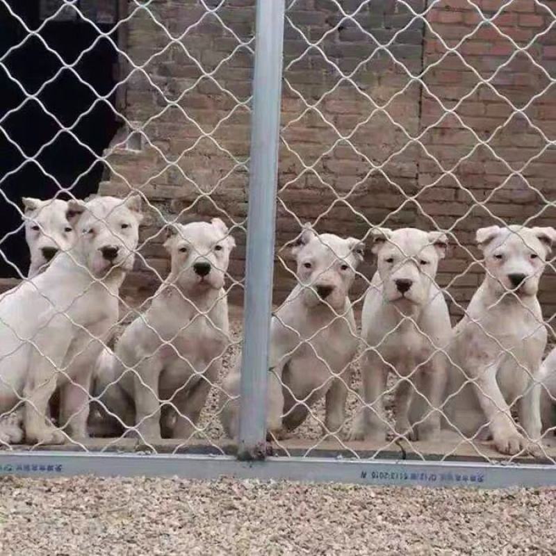 纯白杜高犬，杜高犬幼犬价格，成年杜高犬包送包活