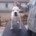 纯白杜高犬,杜高犬幼犬价格,成年杜高犬包送包活