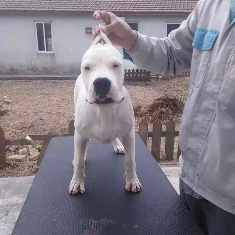 纯白杜高犬，杜高犬幼犬价格，成年杜高犬包送包活