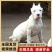 纯白杜高犬,杜高犬幼犬价格,成年杜高犬包送包活