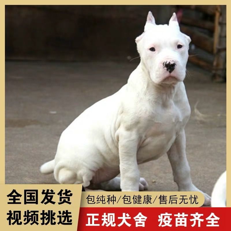 纯白杜高犬，杜高犬幼犬价格，成年杜高犬包送包活