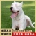 纯白杜高犬,杜高犬幼犬价格,成年杜高犬包送包活