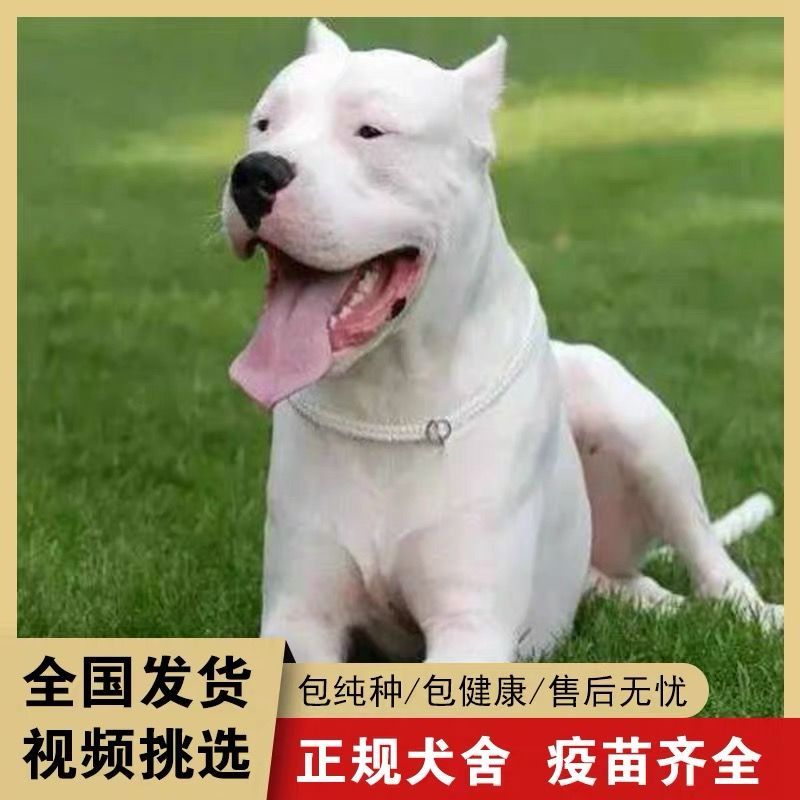 纯白杜高犬，杜高犬幼犬价格，成年杜高犬包送包活