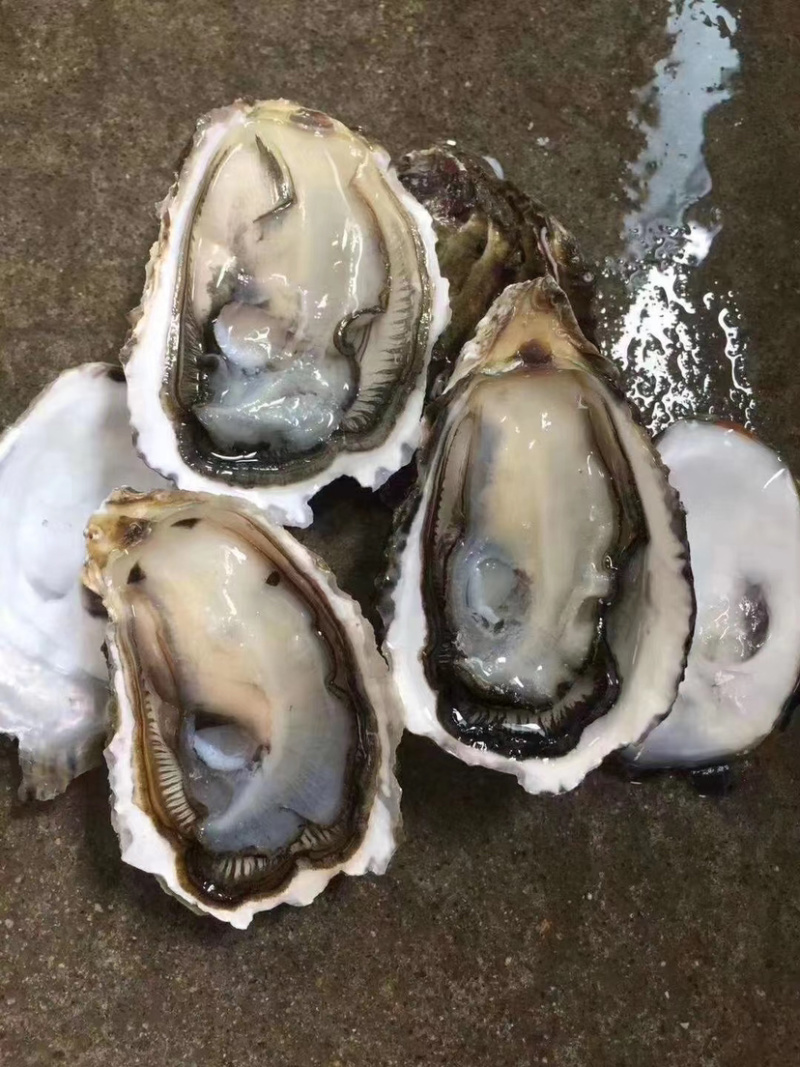 生蚝牡蛎批发福建蚝南澳蚝台山蚝带壳半壳蚝蚝肉