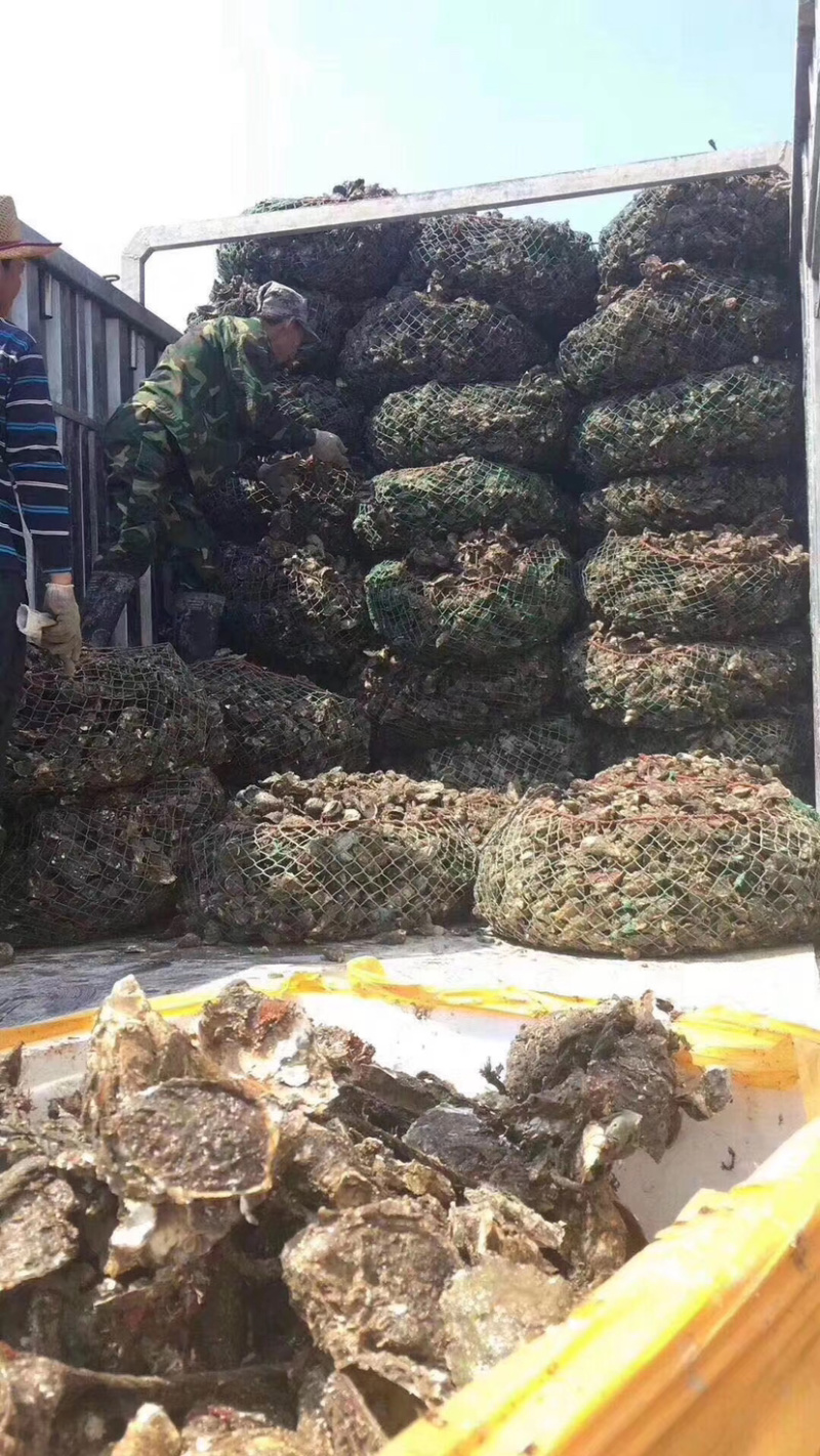 生蚝牡蛎批发福建蚝南澳蚝台山蚝带壳半壳蚝蚝肉