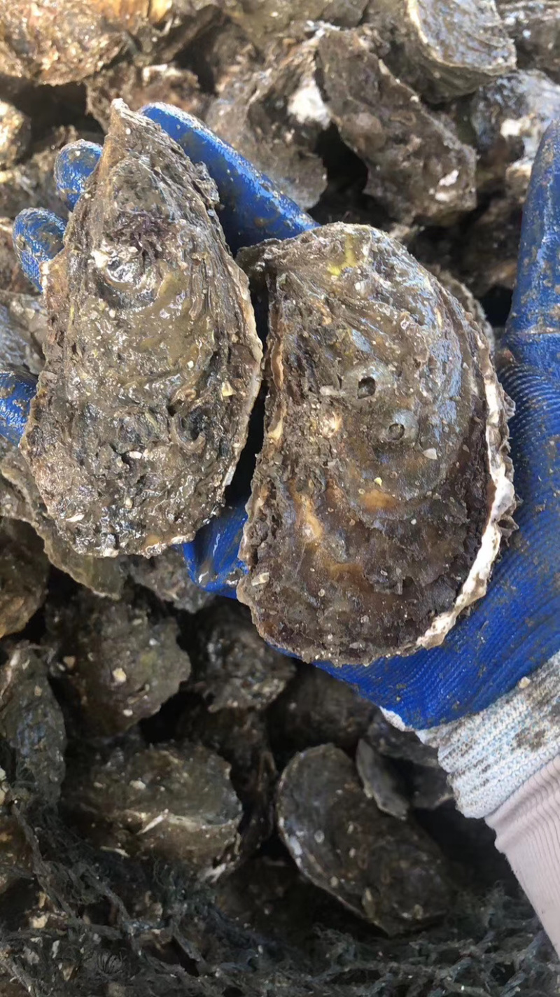 生蚝牡蛎批发福建蚝南澳蚝台山蚝带壳半壳蚝蚝肉