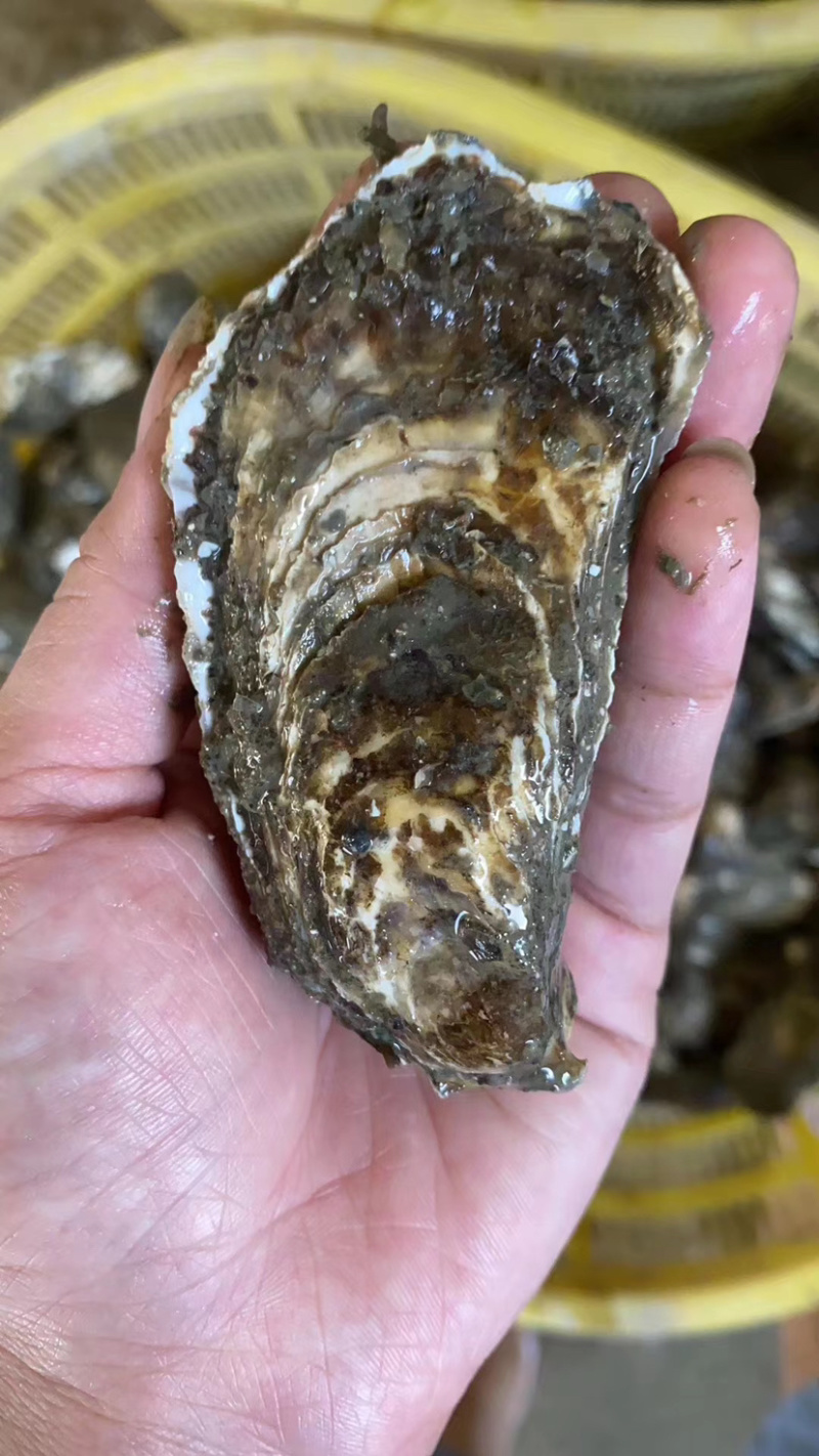 生蚝牡蛎批发福建蚝南澳蚝台山蚝带壳半壳蚝蚝肉