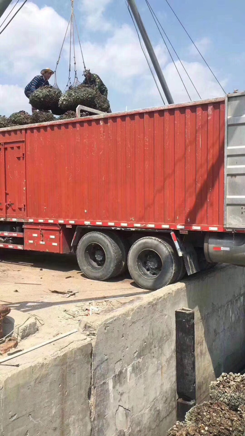 生蚝牡蛎批发福建蚝南澳蚝台山蚝带壳半壳蚝蚝肉