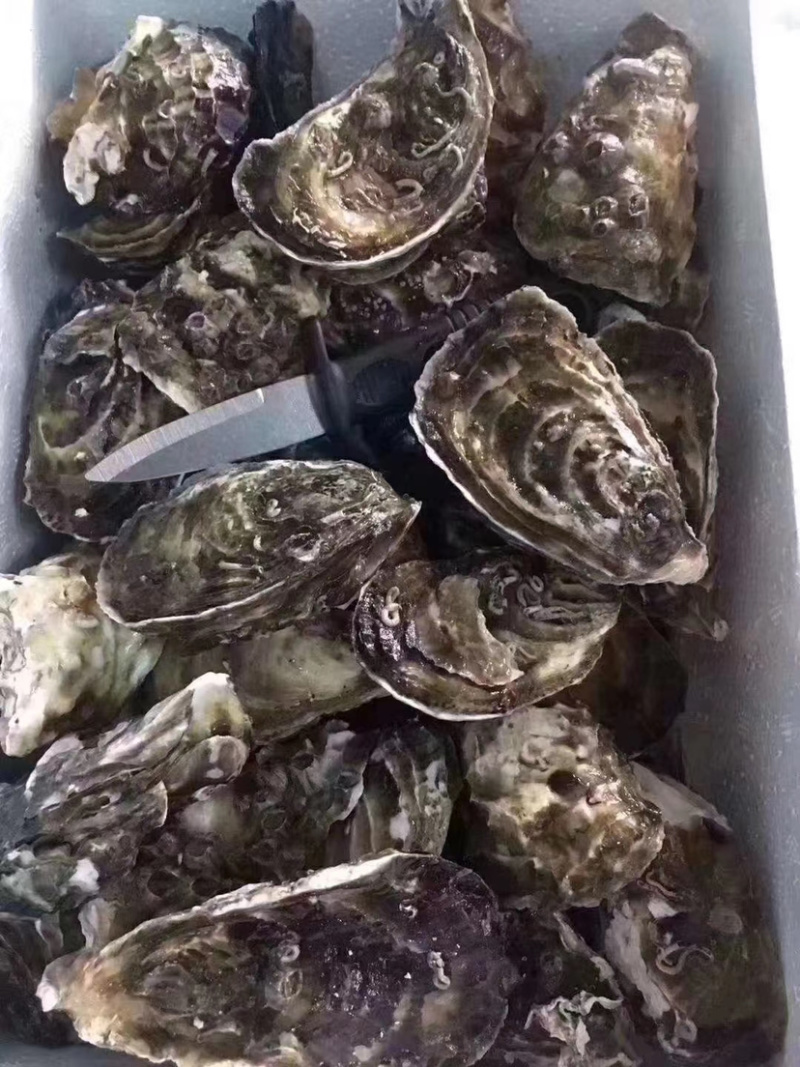 生蚝牡蛎批发福建蚝南澳蚝台山蚝带壳半壳蚝蚝肉