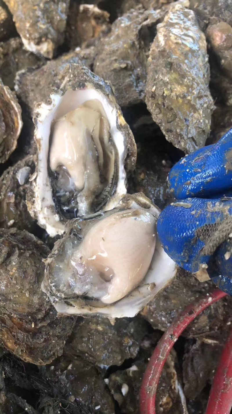 生蚝牡蛎批发福建蚝南澳蚝台山蚝带壳半壳蚝蚝肉