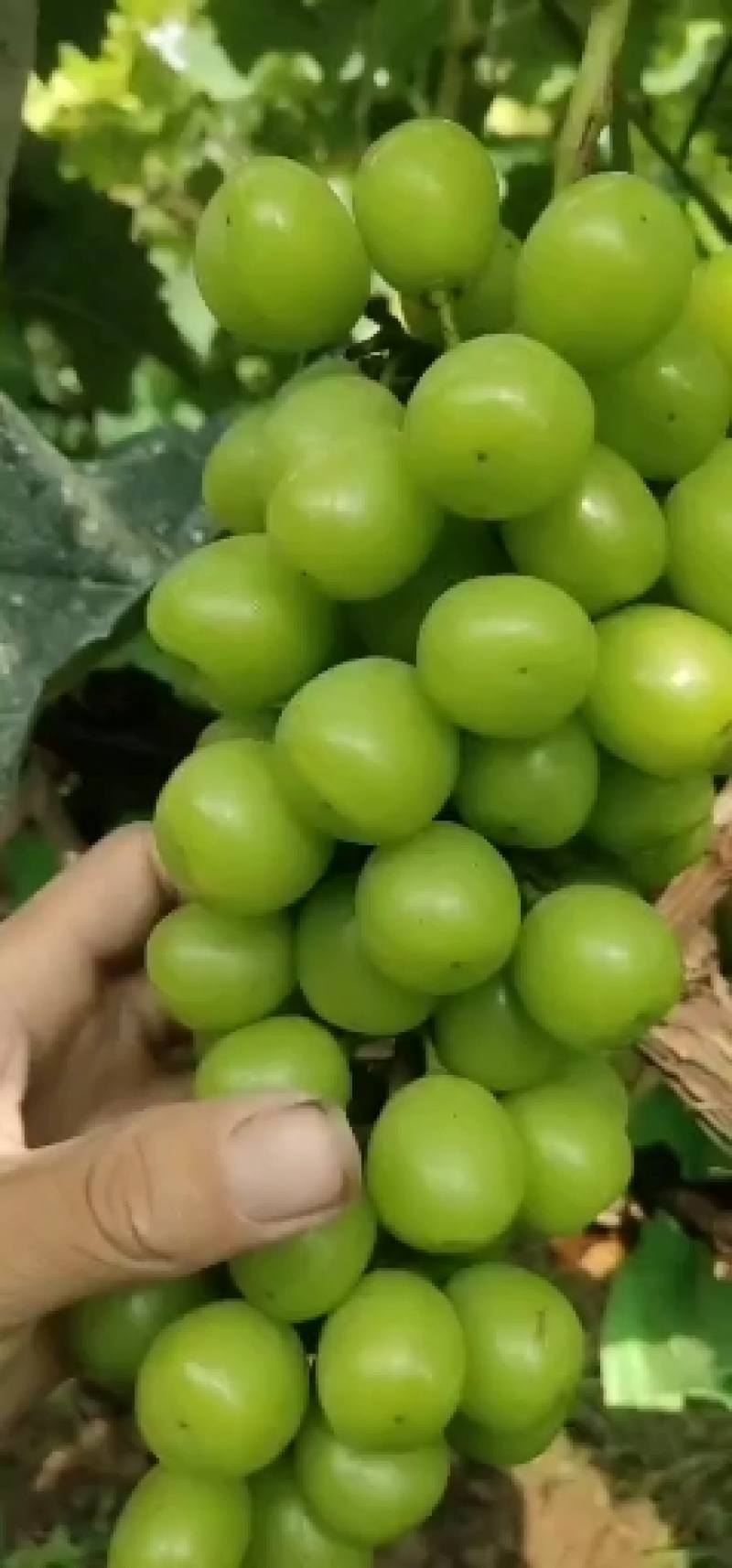 阳光玫瑰葡萄，香甜可口，颗粒大。穗型美观，外观发亮，