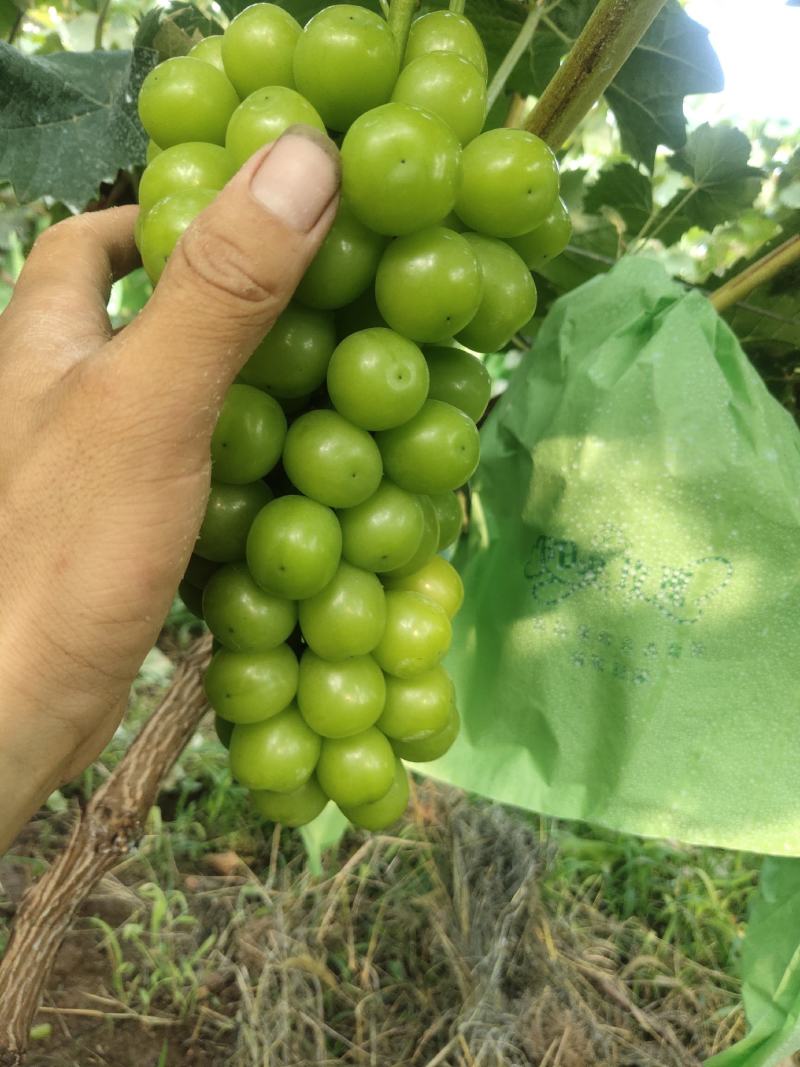 阳光玫瑰葡萄，香甜可口，颗粒大。穗型美观，外观发亮，