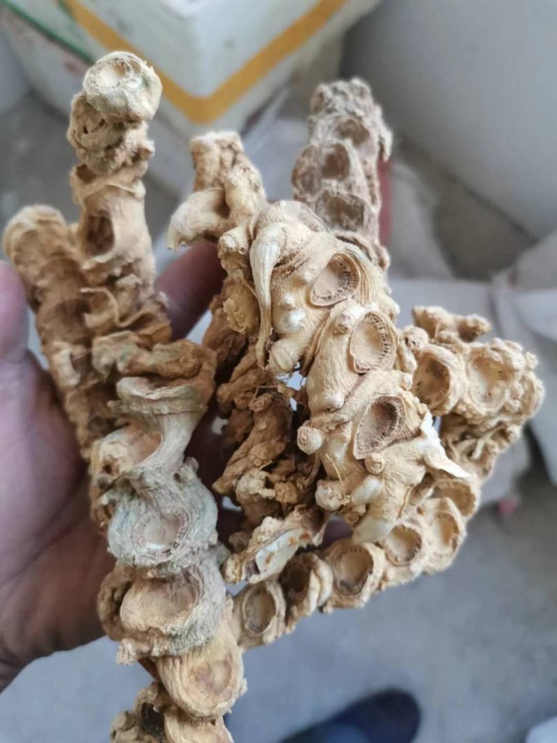 中药材、竹节参（白三七）、鄂西一号，鲜货干货，干度合格