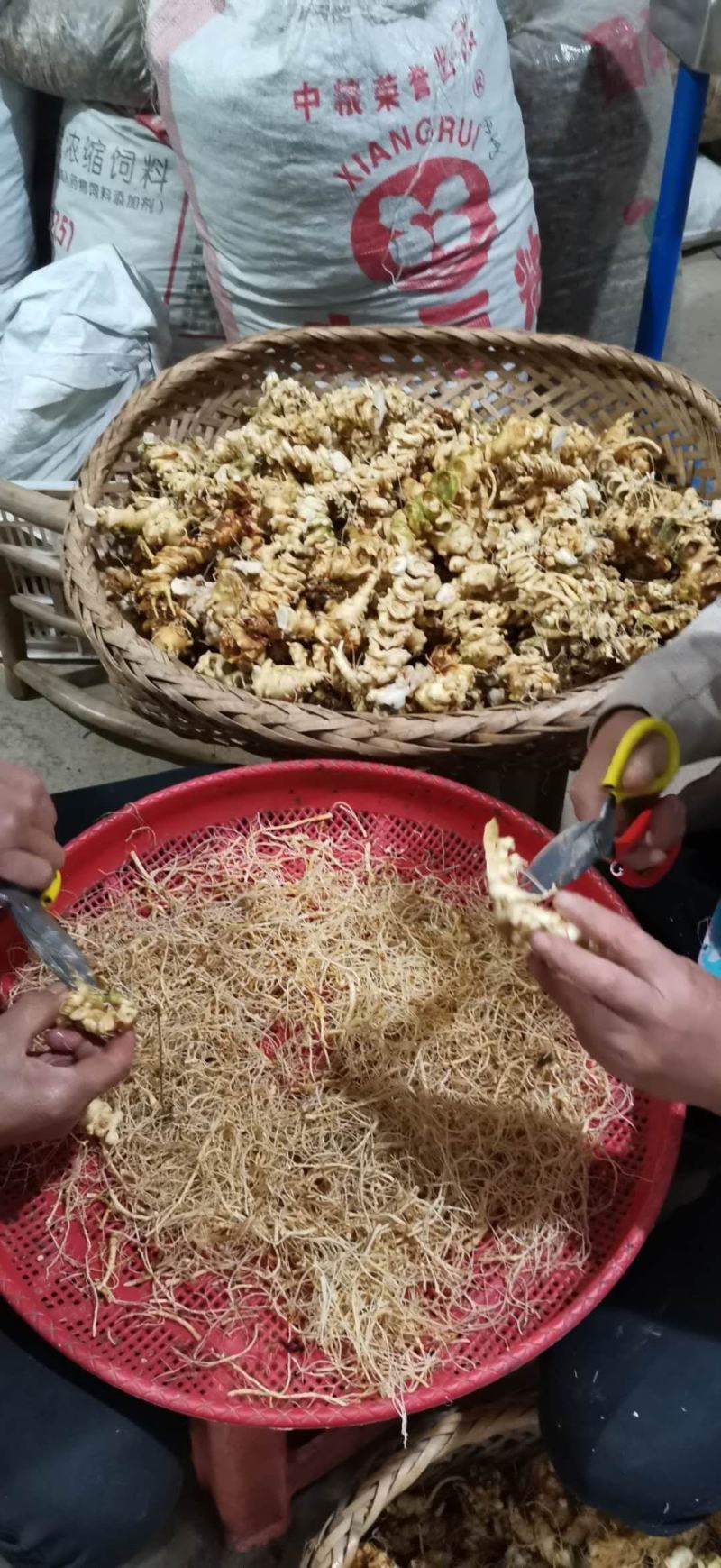 中药材、竹节参（白三七）、鄂西一号，鲜货干货，干度合格