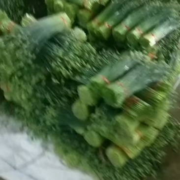 韭苔量大量大精品优质