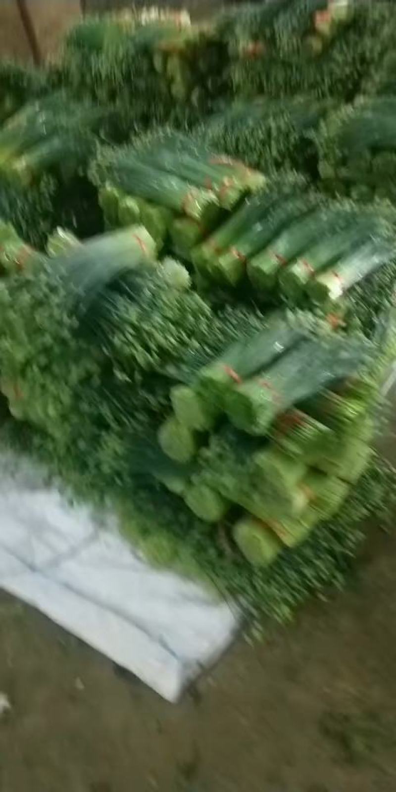 韭苔量大量大精品优质