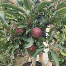 红肉苹果盆栽新品种花可看果可食南北方可种植