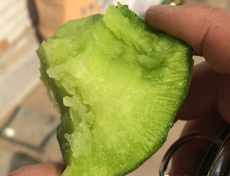 德高博萝蜜鲜食水果萝卜种子高产抗病脆甜高品质萝卜种子