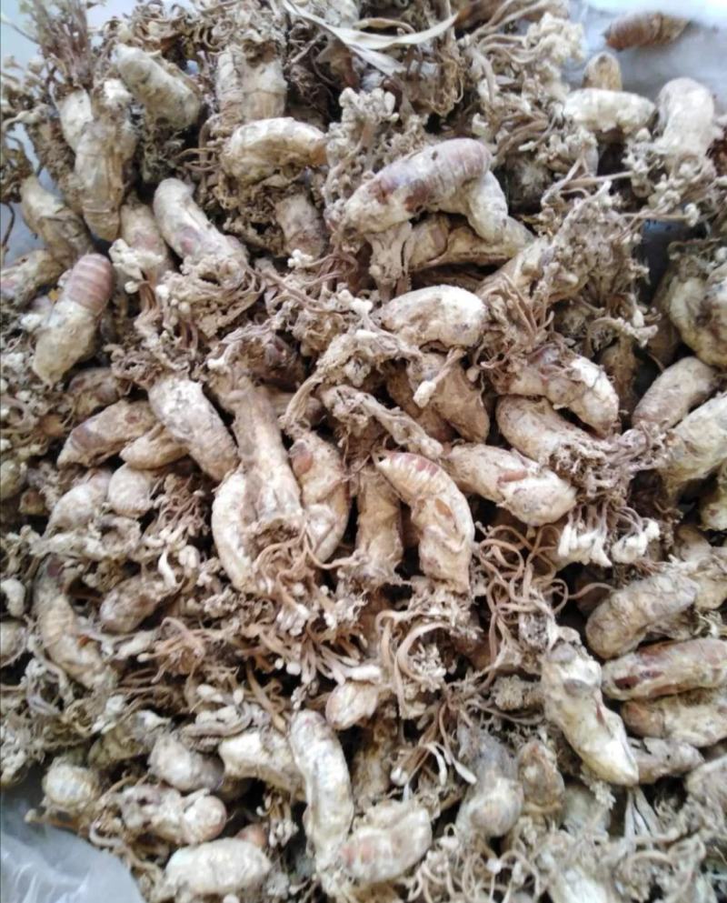 大别山纯野生金蝉花，品质高，产地直发，多规格大货长年供应