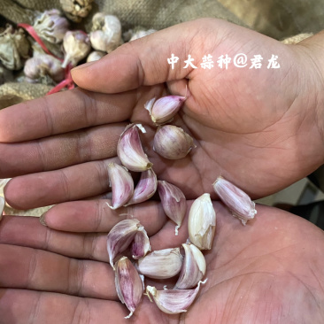 四川新繁蒜种软叶红根蒜种小，中大，特大均有