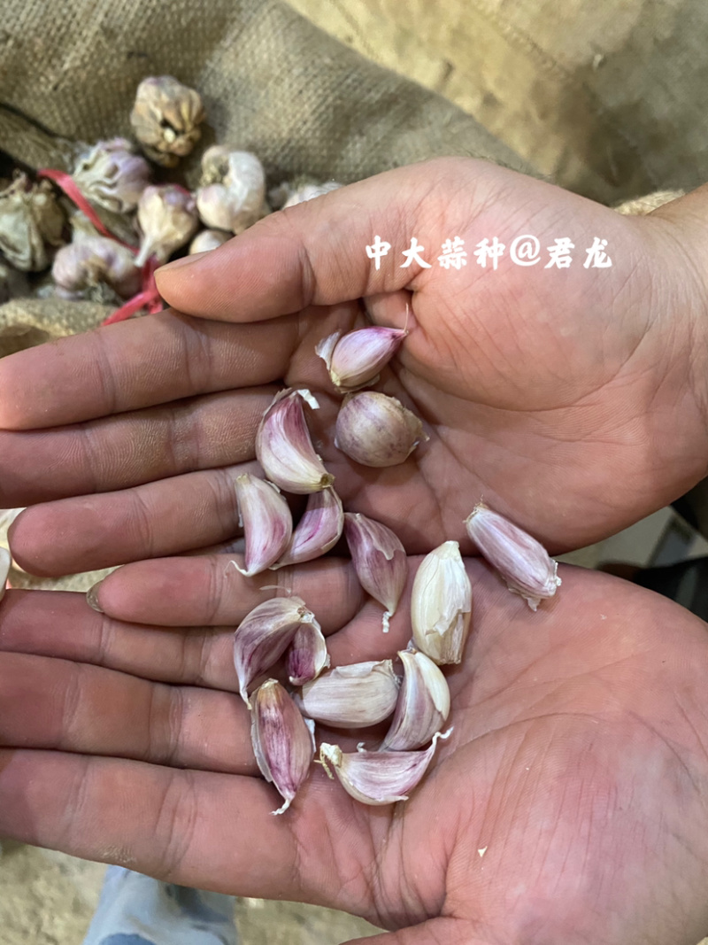 四川新繁蒜种软叶红根蒜种小，中大，特大均有