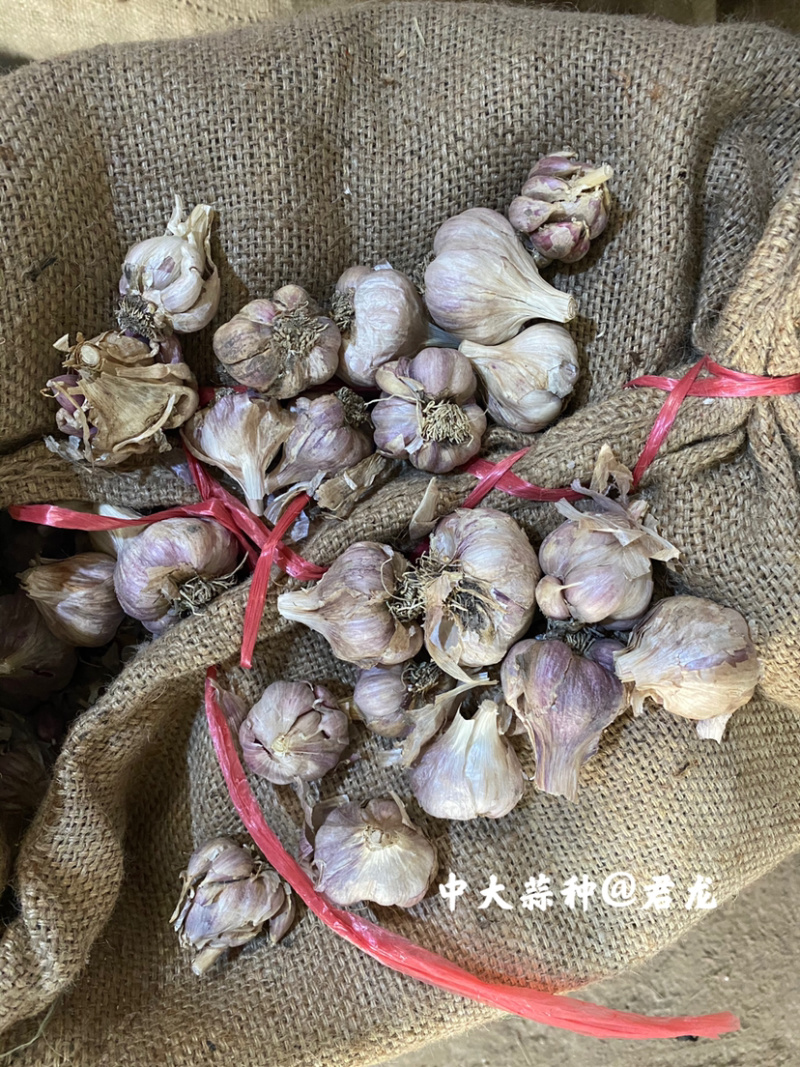 四川新繁蒜种软叶红根蒜种小，中大，特大均有